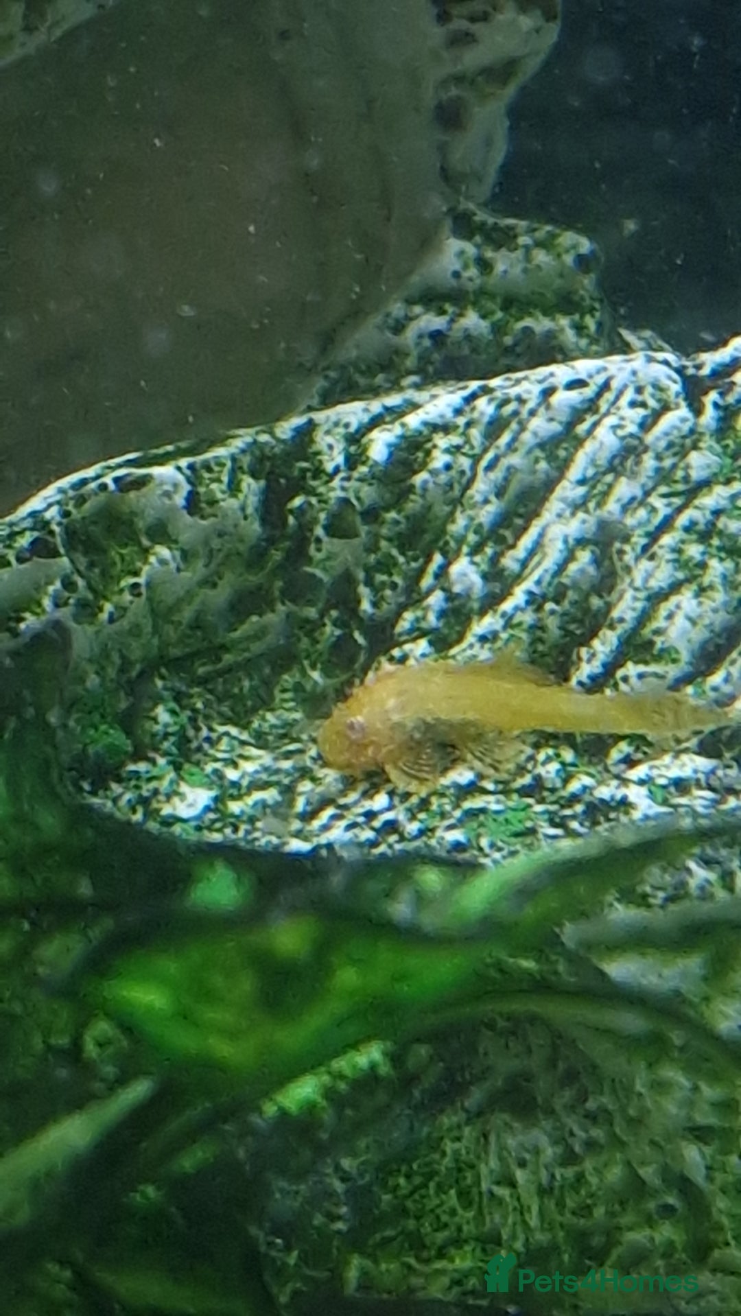 Plecos fish for sale: Bristlenose plecos  - Image 1