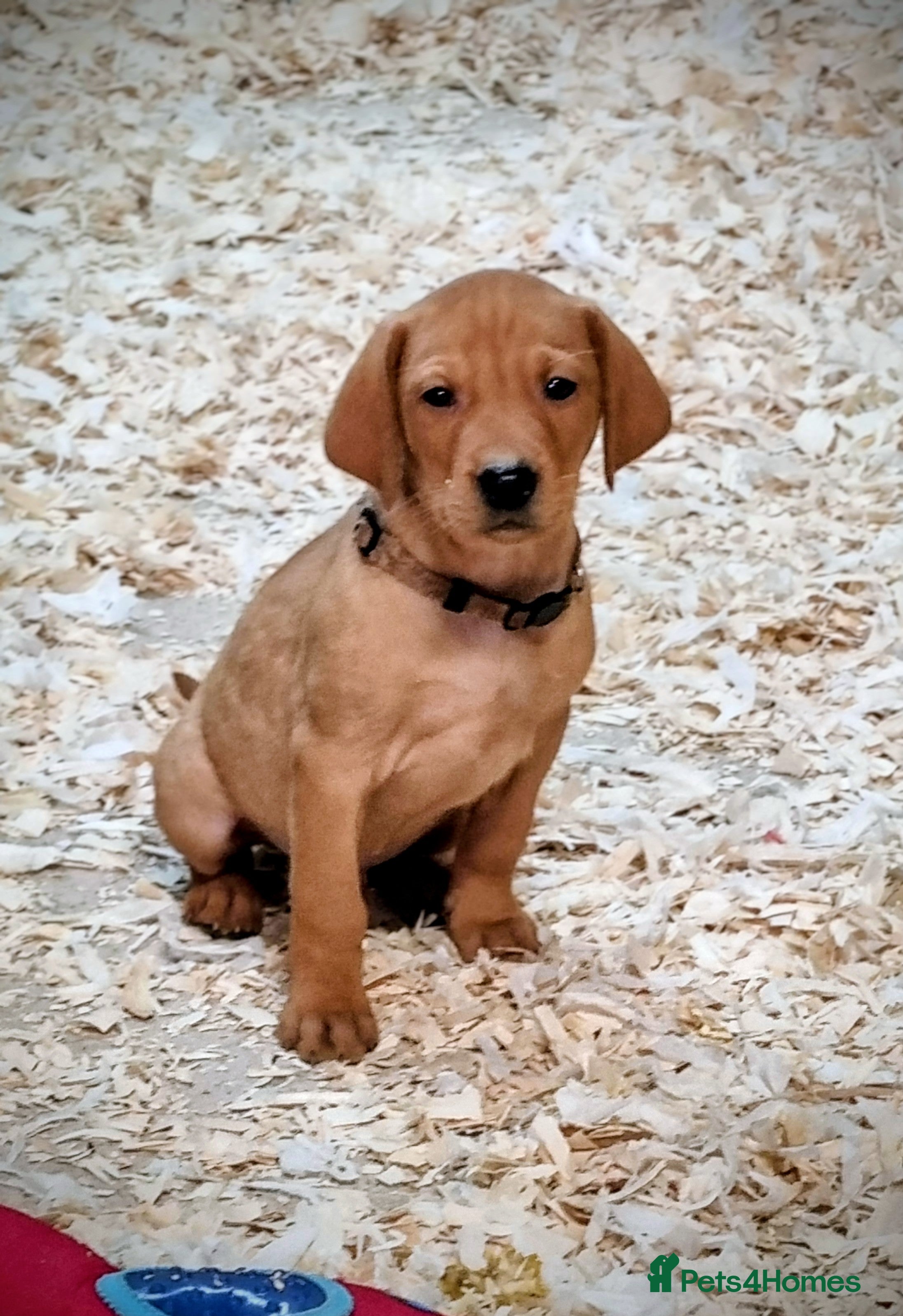 Hungarian Vizsla dogs Vizslador Puppies  - Advert 1
