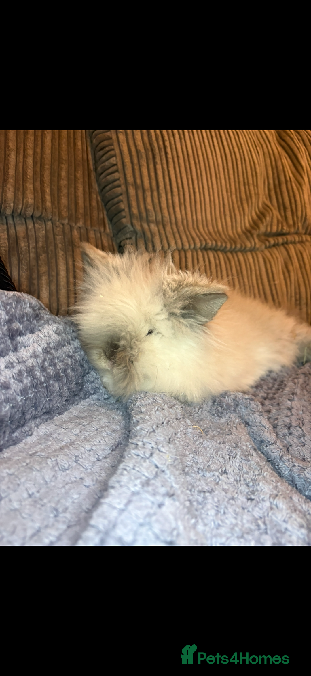 Mini Lion Lop rabbits for sale: Gorgeous fluffy little mini lion lop baby bunny’s  - Advert 8