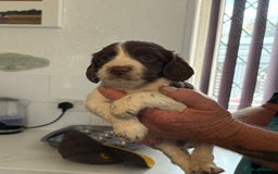 Sprocker dogs for sale: Sproker - Image 5