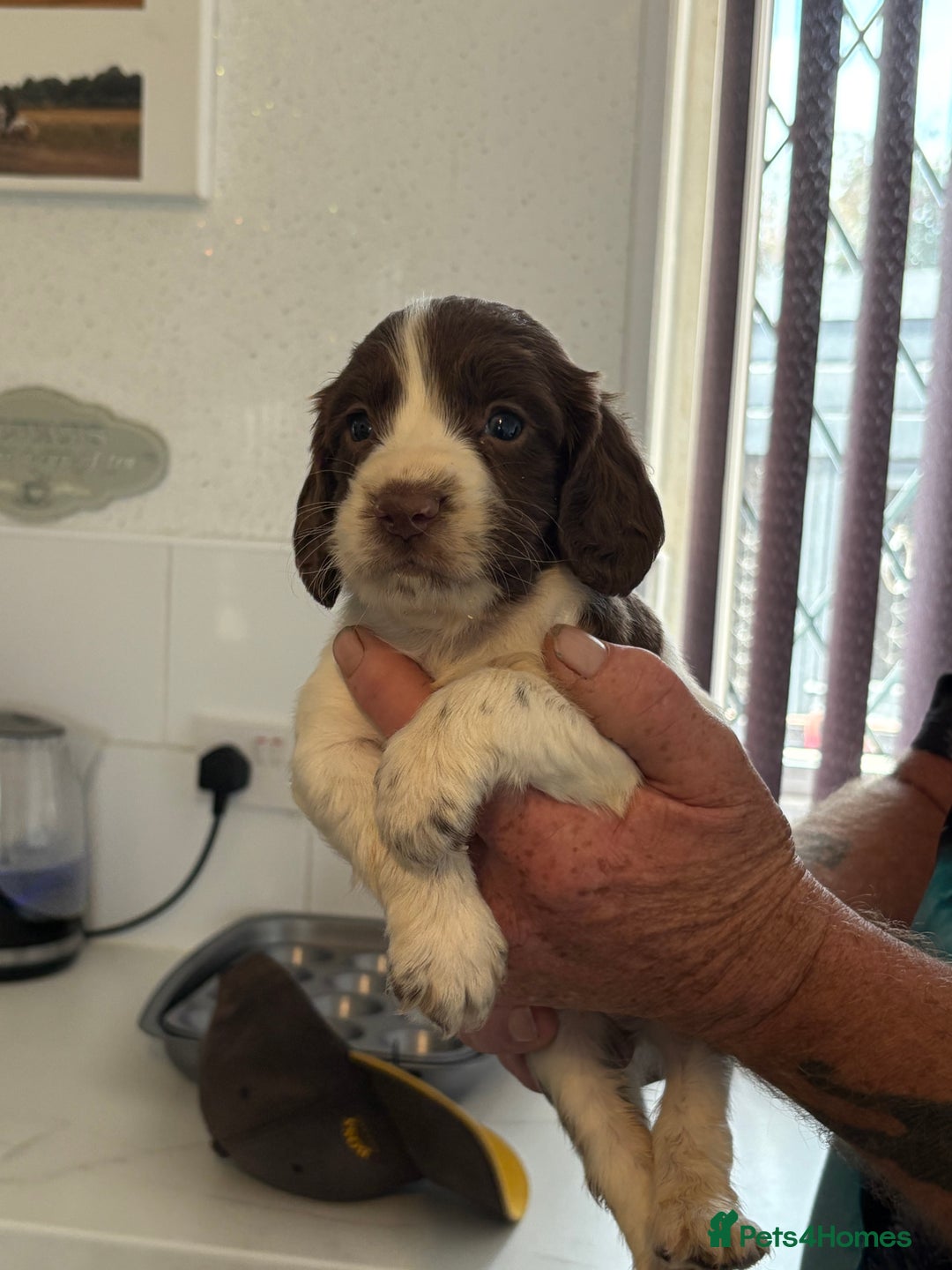 Sprocker dogs for sale: Sproker - Image 5