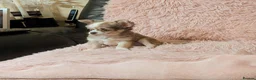 Chihuahua dogs for sale: Beautiful Green eyes Chihuahua  - Advert 14