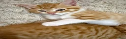 Domestic Shorthair cats for sale: GINGER FLUFFY MALE KITTEN - Advert 2