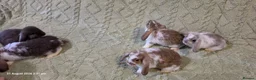 Mixed Breed rabbits for sale: Mixed rabbits  - Advert 7