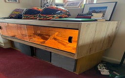 Bearded Dragon reptiles for sale: Bob 4 year old Beardie - Image 4