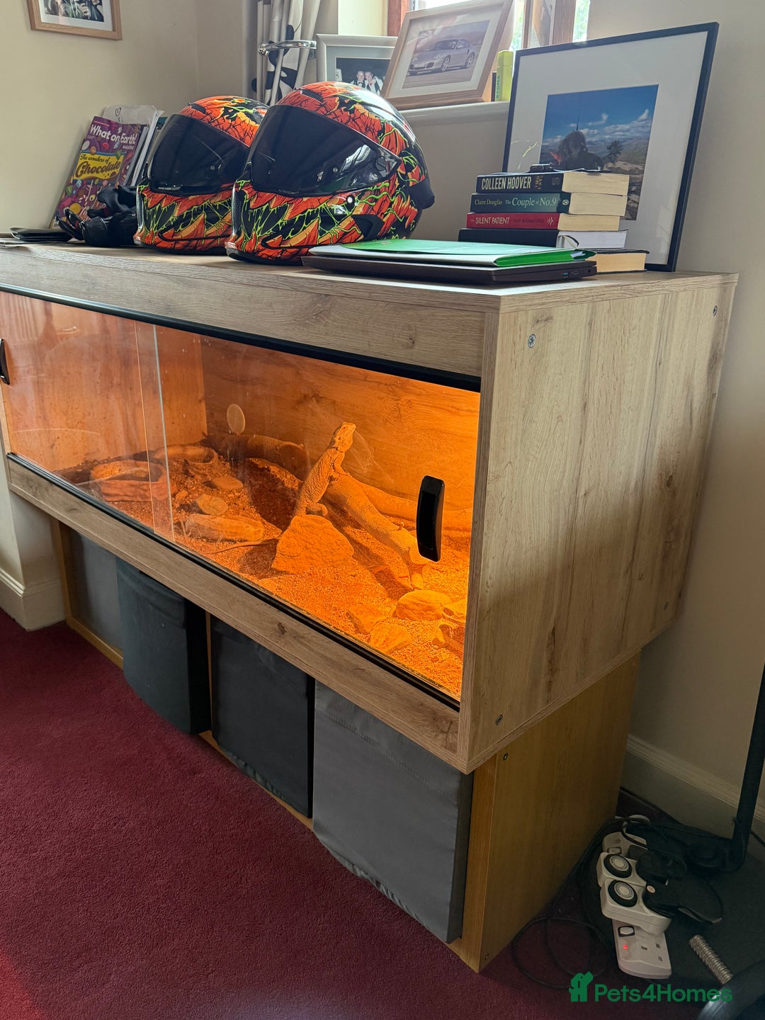 Bearded Dragon reptiles for sale: Bob 4 year old Beardie - Image 4
