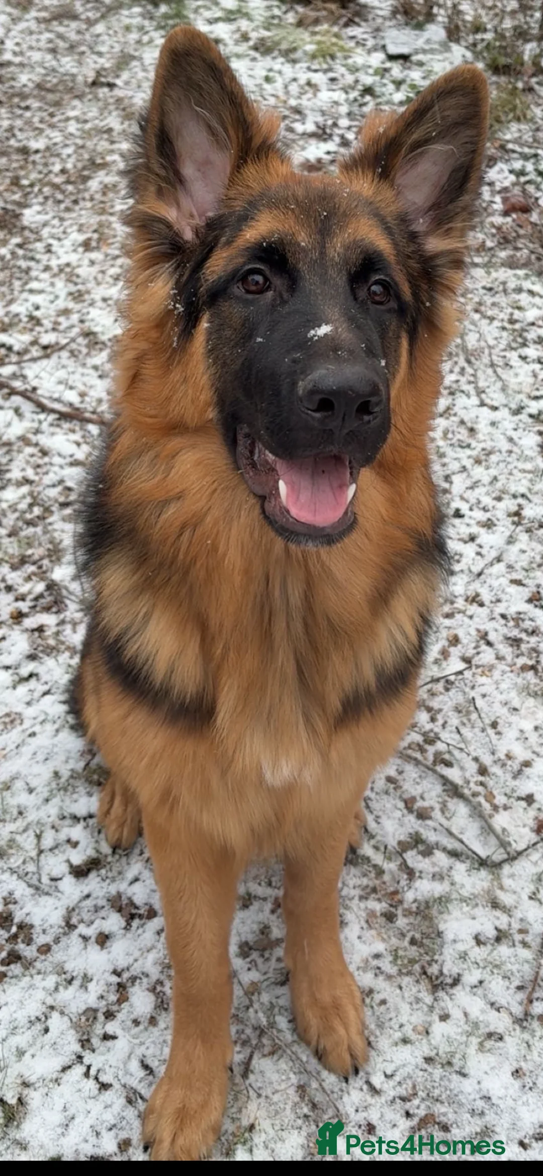 German Shepherd dogs for sale: Pure breed German shepherd puppies  - Advert 14