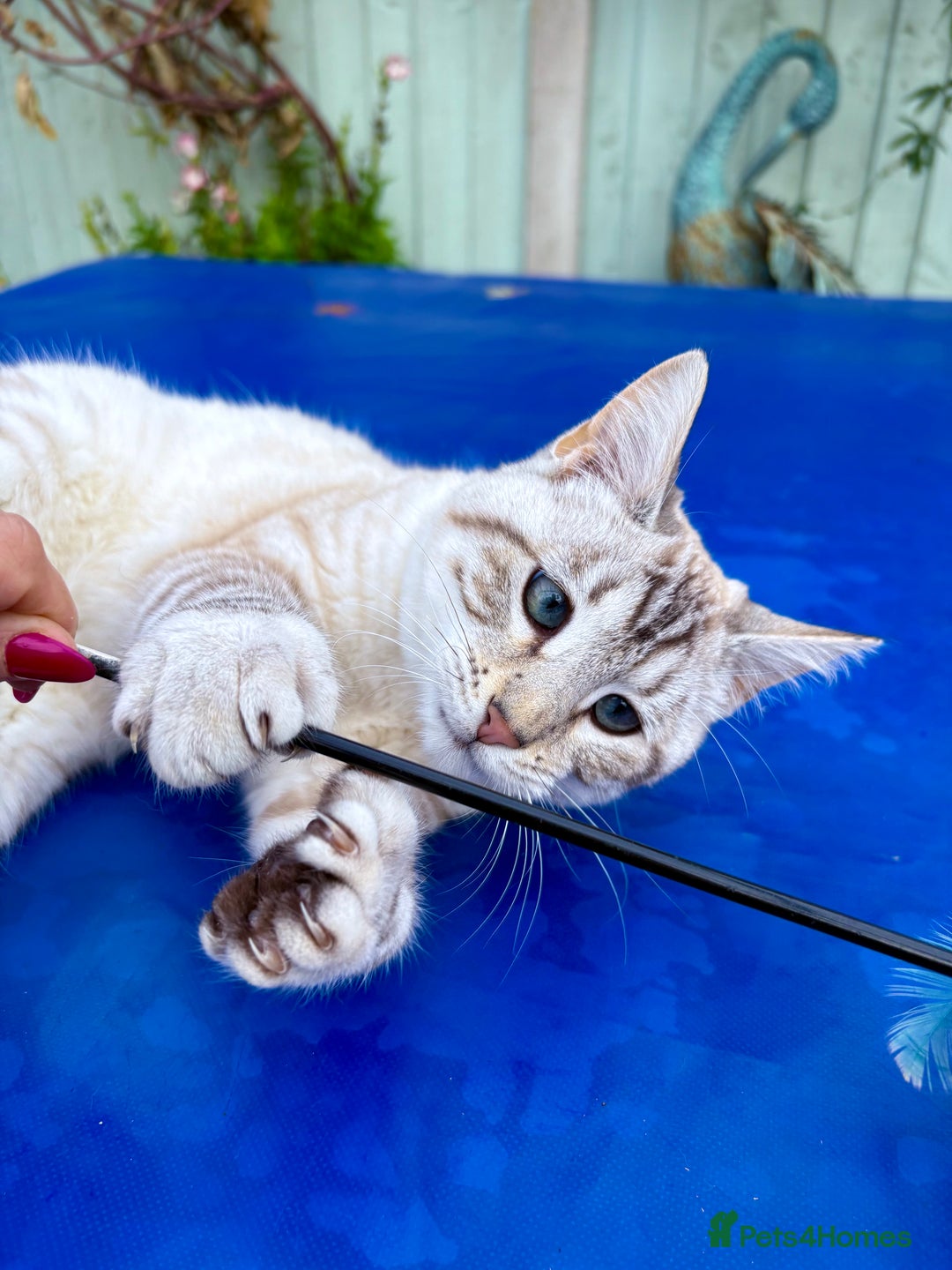 Savannah cats for sale: Breath taking rare girl - Image 30