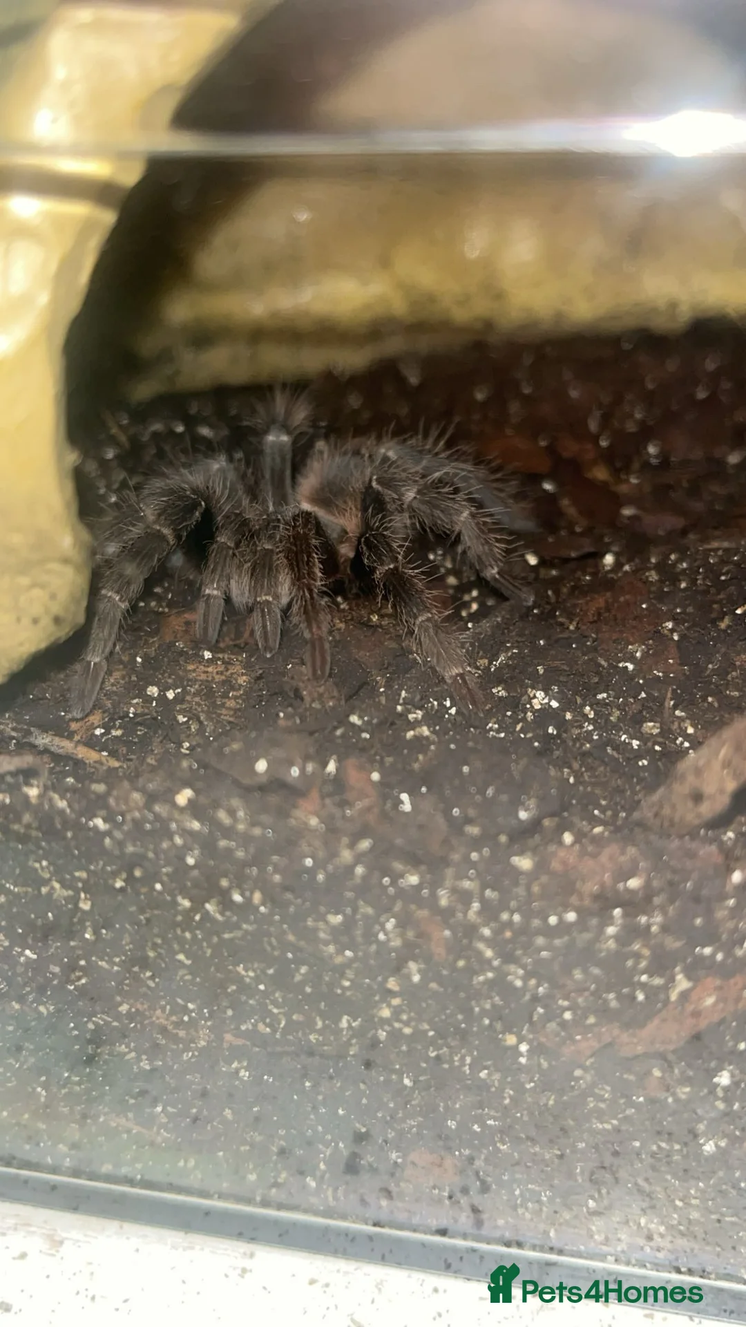 Tarantulas invertebrates for sale: Daisy in Rotherham - Advert 1