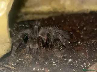 Tarantulas invertebrates Daisy - Advert 12