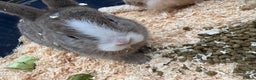Mixed Breed rabbits for sale: Mixed breed rabbits ready now - Advert 4