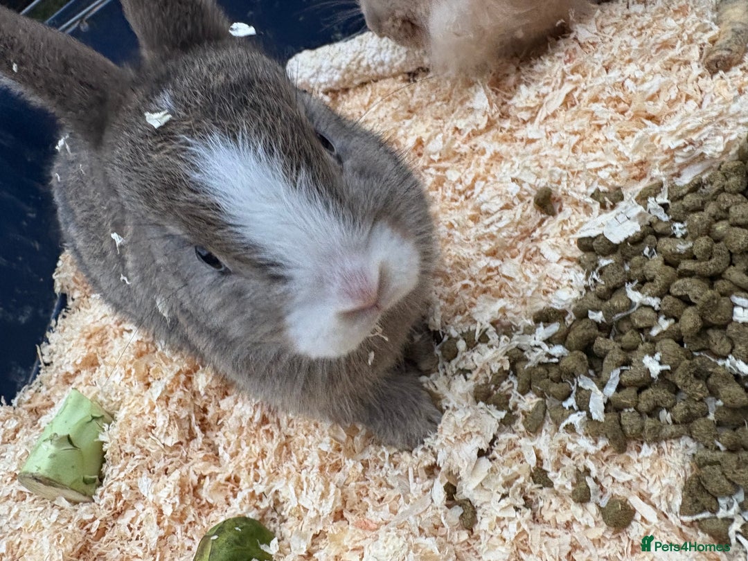 Mixed Breed rabbits for sale: Mixed breed rabbits ready now - Advert 4