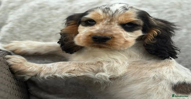 Cocker Spaniel dogs - Advert 13