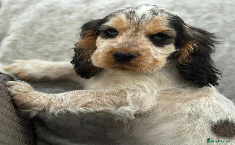 Cocker Spaniel dogs - Advert 4