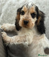 Cocker Spaniel dogs - Advert 13