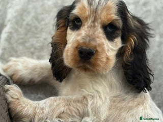 Cocker Spaniel dogs - Advert 3