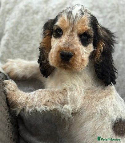 Cocker Spaniel dogs - Advert 2