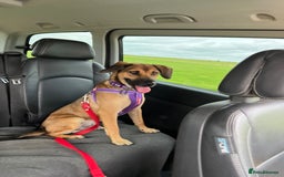 Mixed Breed dogs for adoption: Cute Dingo looking for LOVE - Image 16
