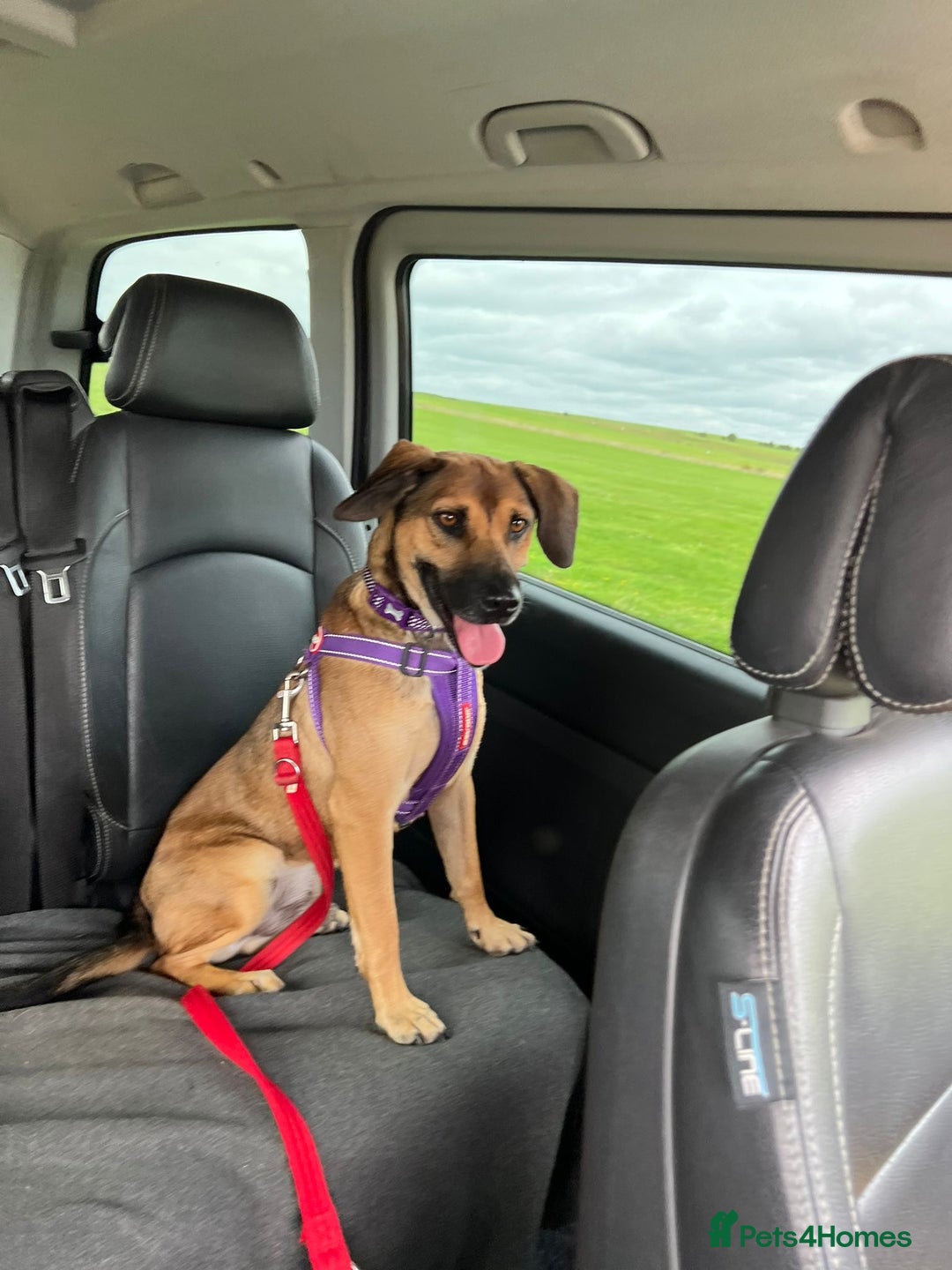 Mixed Breed dogs for adoption: Cute Dingo looking for LOVE - Image 16