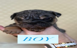 English Bulldog dogs for sale: English Bulldog - Image 18