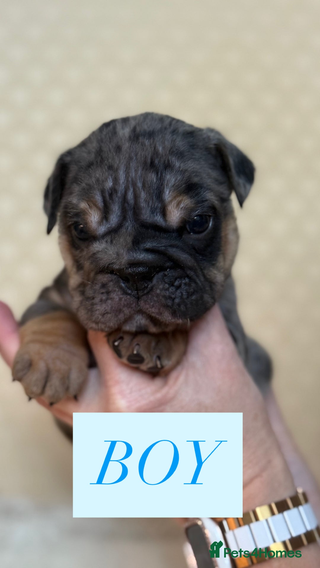 English Bulldog dogs for sale: English Bulldog - Image 18