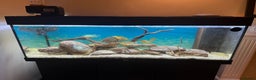 Cichlids fish for sale: Juwel 180 aquarium setup with cichlids  - Advert 5