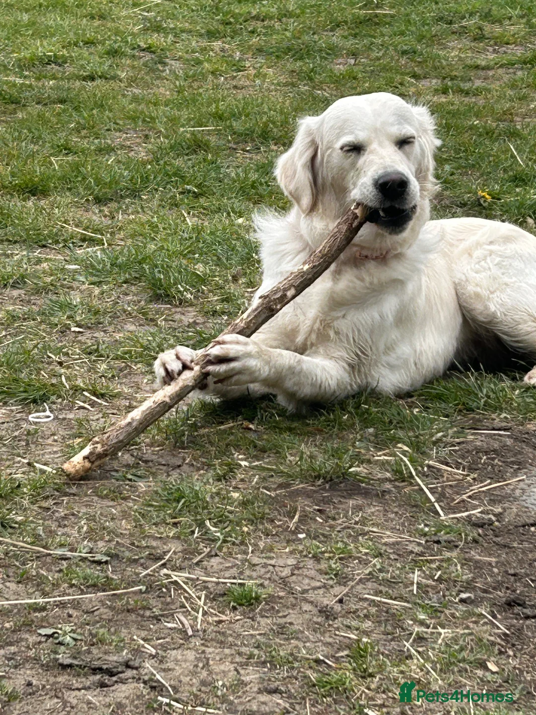Golden Retriever dogs for sale: Female golden retriever, 1yr4months in Luton - Advert 1
