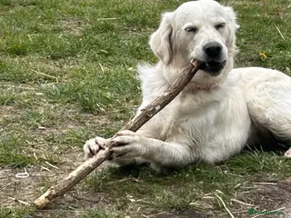 Golden Retriever dogs Female golden retriever, 1yr4months - Advert 1