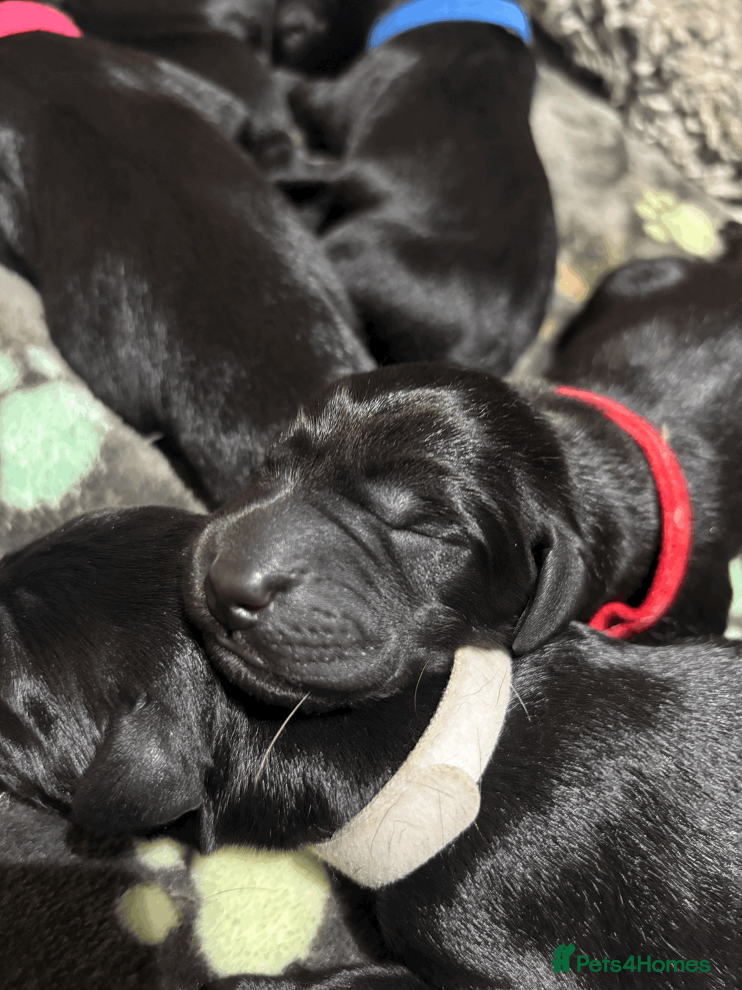 Labrador Retriever dogs for sale: Labrador puppies  - Advert 2