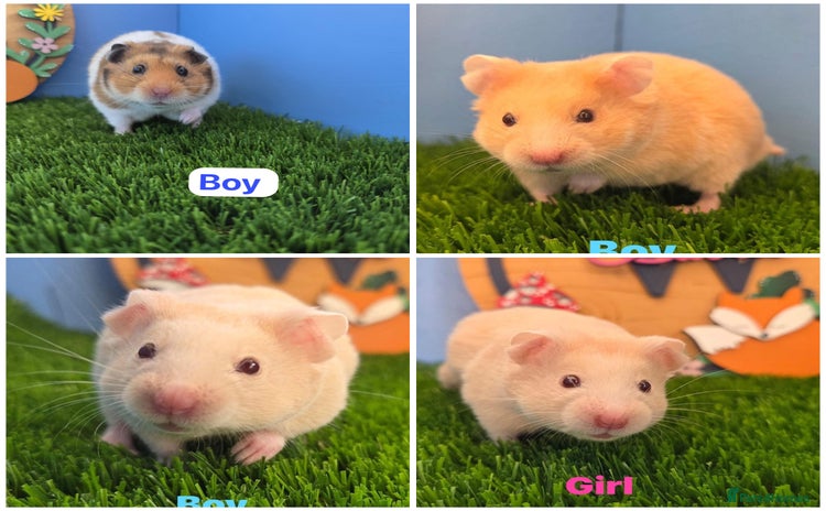 Hamster rodents - Advert 3