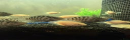 Cichlids fish for sale: Convict Cichlids and Albino for SALE! - Advert 1