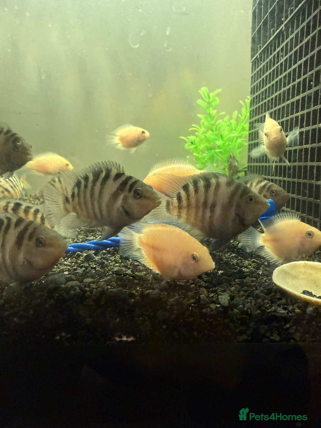 Cichlids fish for sale: Convict Cichlids and Albino for SALE! - Advert 1