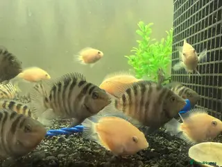 Cichlids fish Convict Cichlids and Albino for SALE! - Advert 24