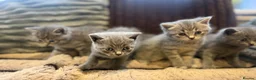 British Shorthair cats for sale: Adorable British Shorthair Blue & Tabby Kittens - Advert 7