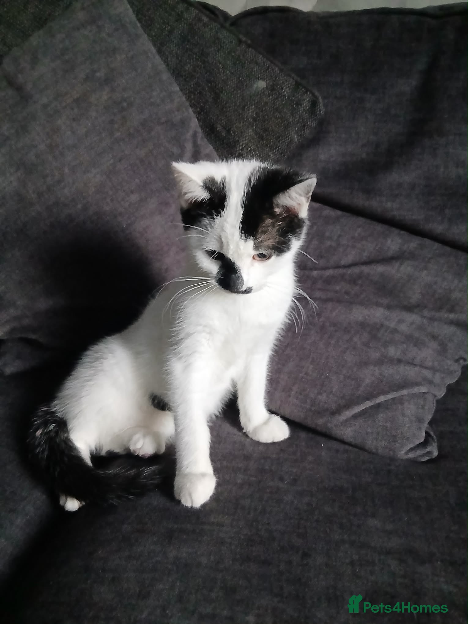 Mixed Breed cats Male  - Advert 1