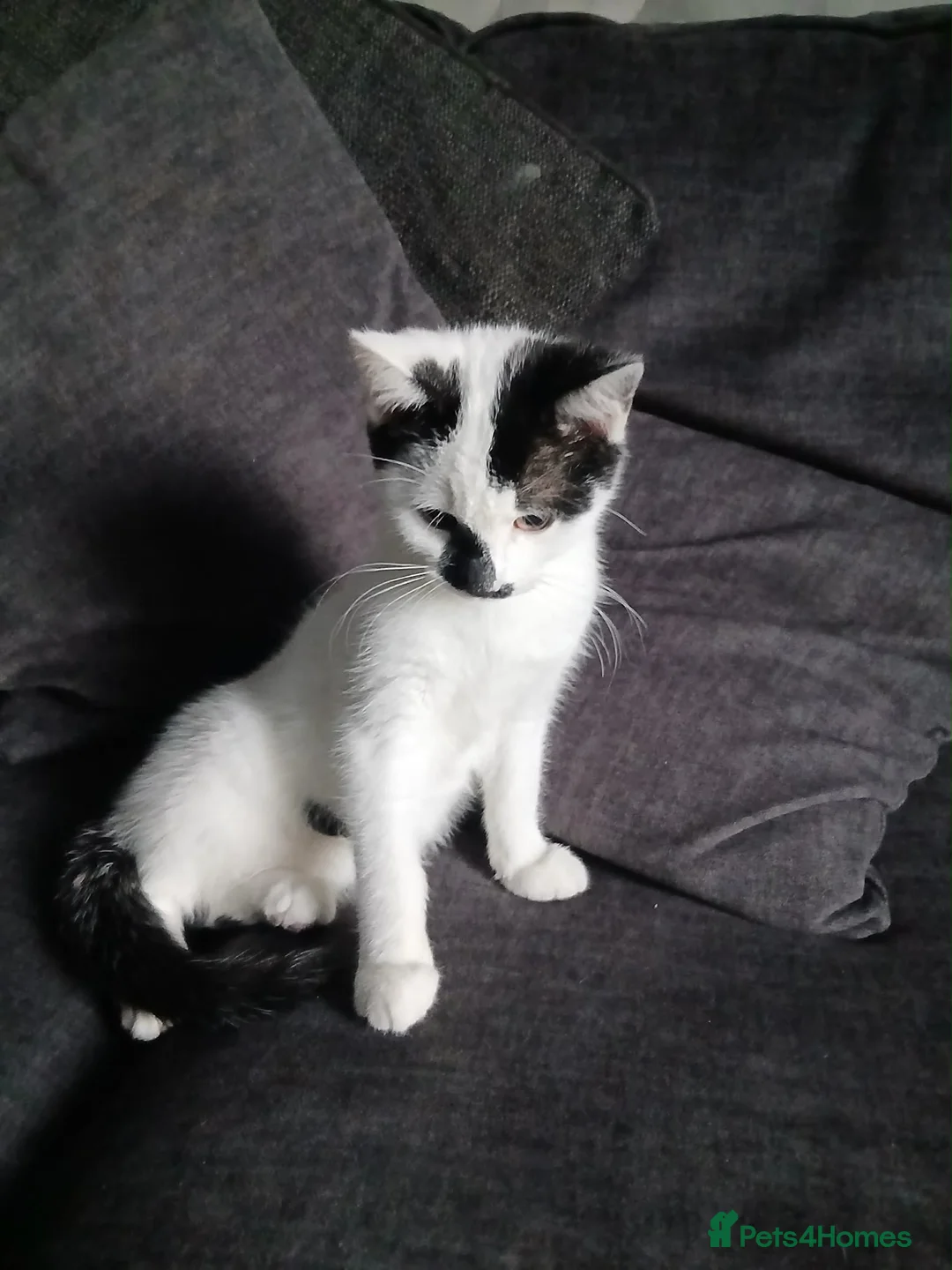 Mixed Breed cats for sale: Male  - Advert 1