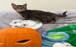 Bengal cats for sale: OUTSTANDING TICA reg BENGAL KITTENS - Image 22