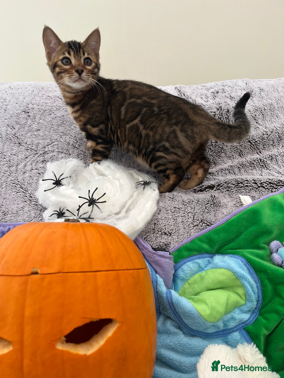 Bengal cats for sale: OUTSTANDING TICA reg BENGAL KITTENS - Image 22