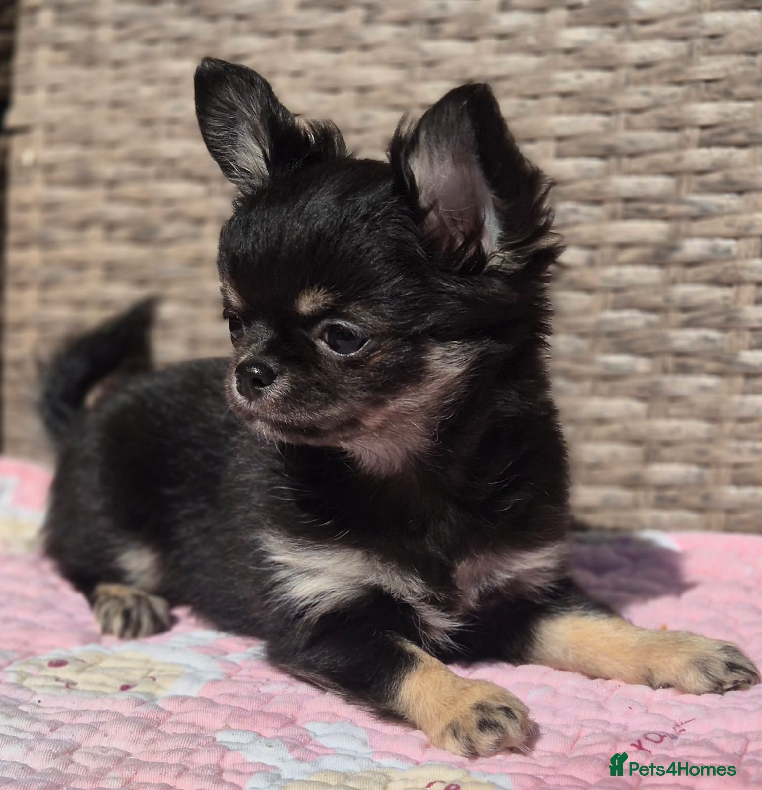 Chihuahua dogs  LONGCOAT CHIHUAHUA PUPPIES RARE LILAC/BLUE HUSKY - Advert 1