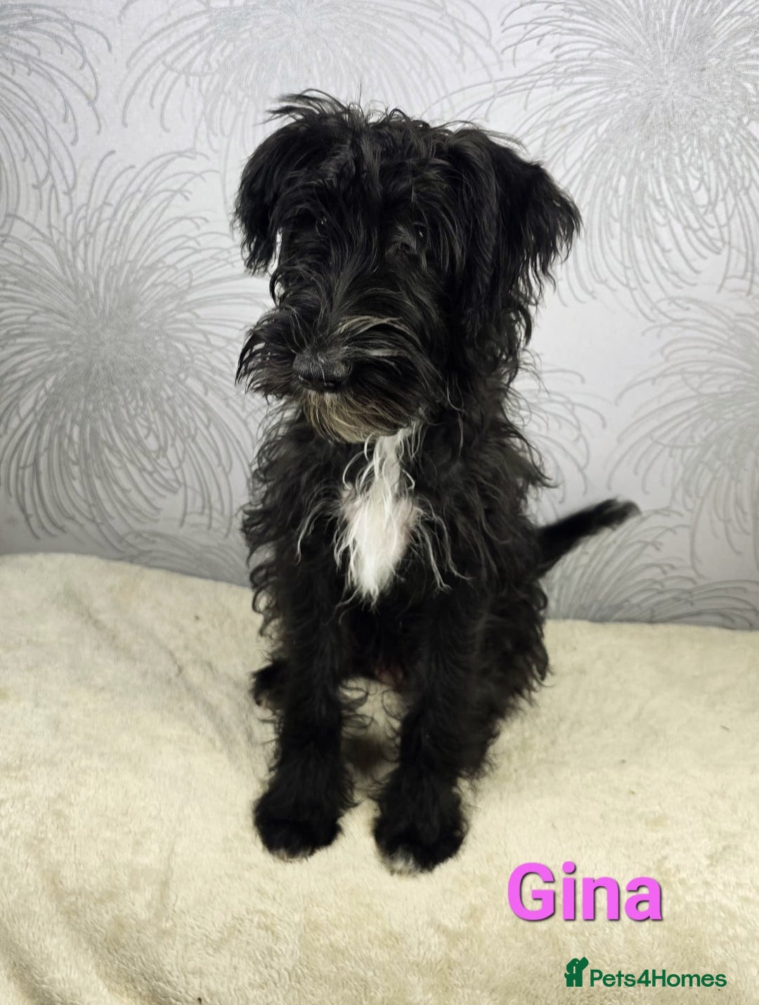 Australian Labradoodle dogs for sale: Australian Labradoodle × Fox Terrier Puppies - Image 15