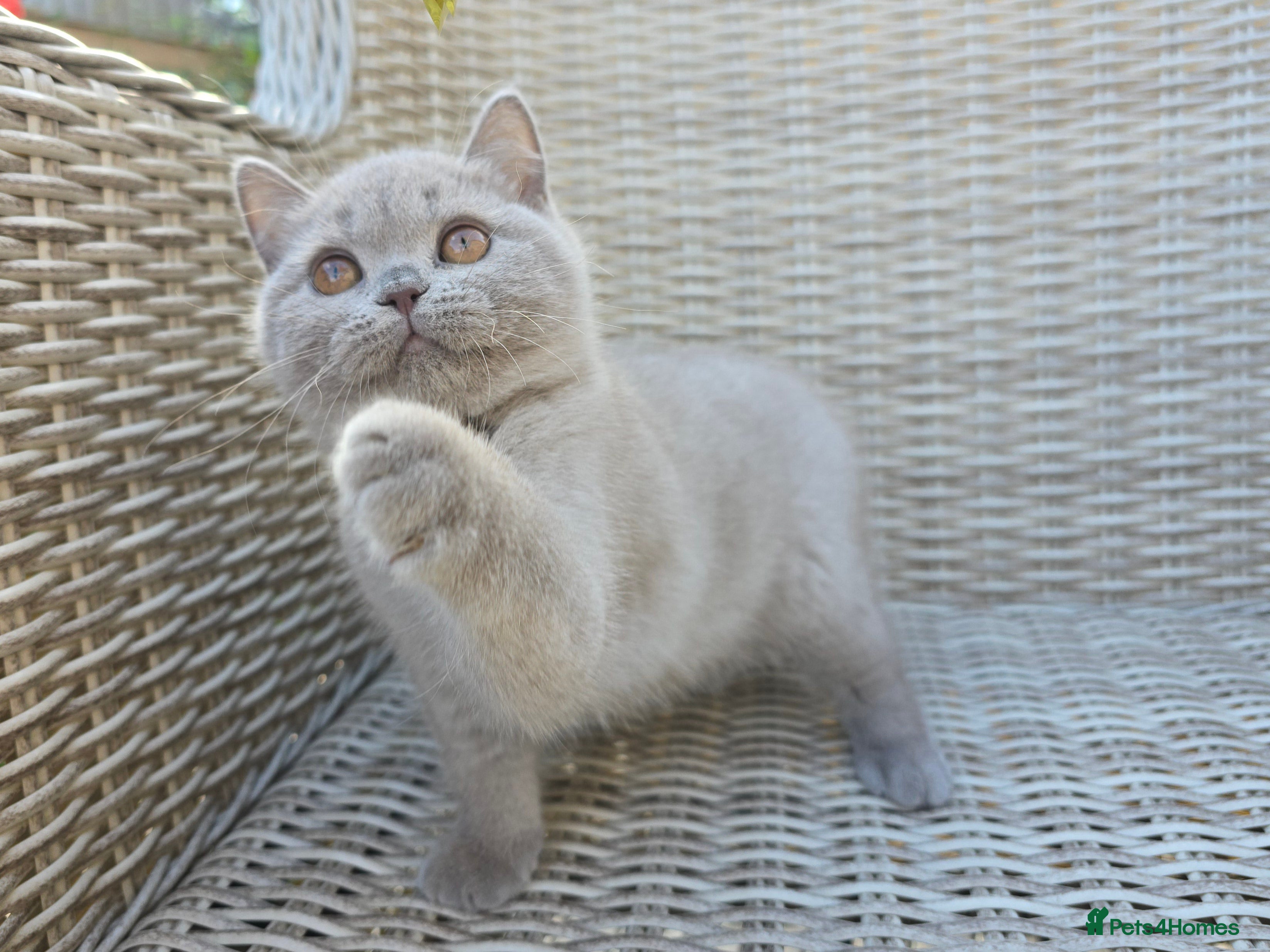 British Shorthair cats Stunning British Shorthair Kittens  - Advert 4