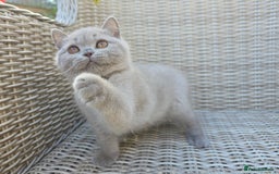 British Shorthair cats for sale: Stunning British Shorthair Kittens  - Image 1
