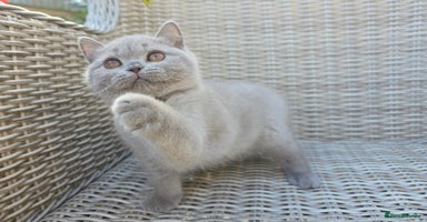 British Shorthair cats - Advert 5