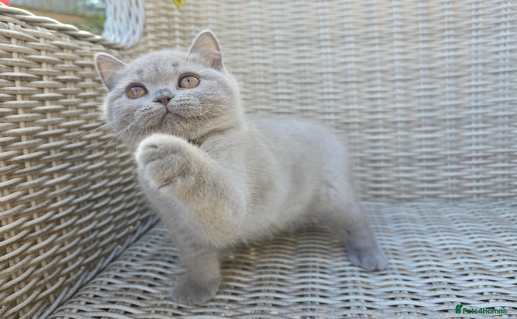 British Shorthair cats - Advert 11