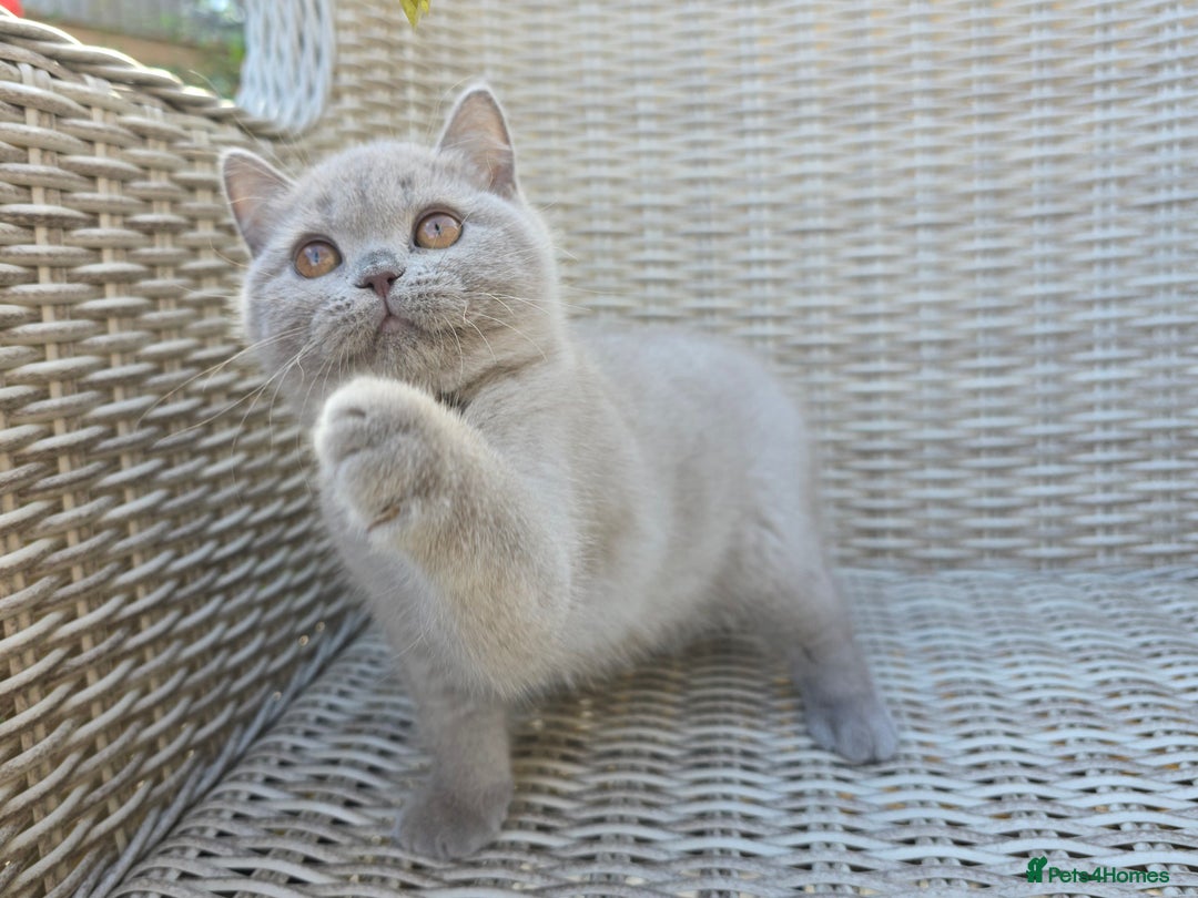 British Shorthair cats for sale: Stunning British Shorthair Kittens  - Image 1