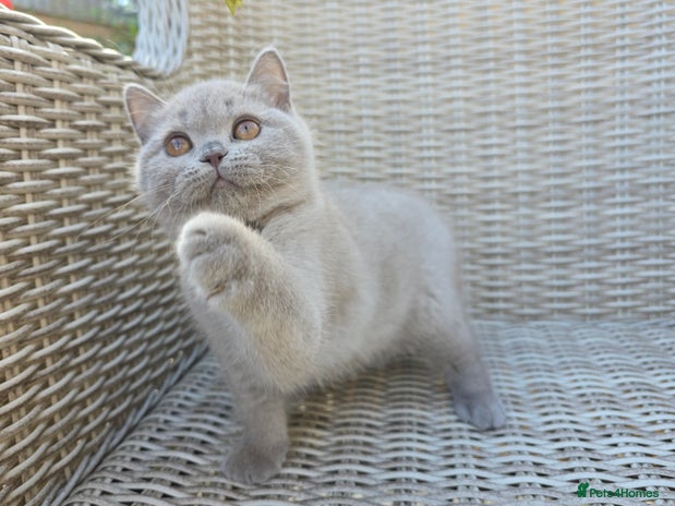 British Shorthair cats - Advert 10