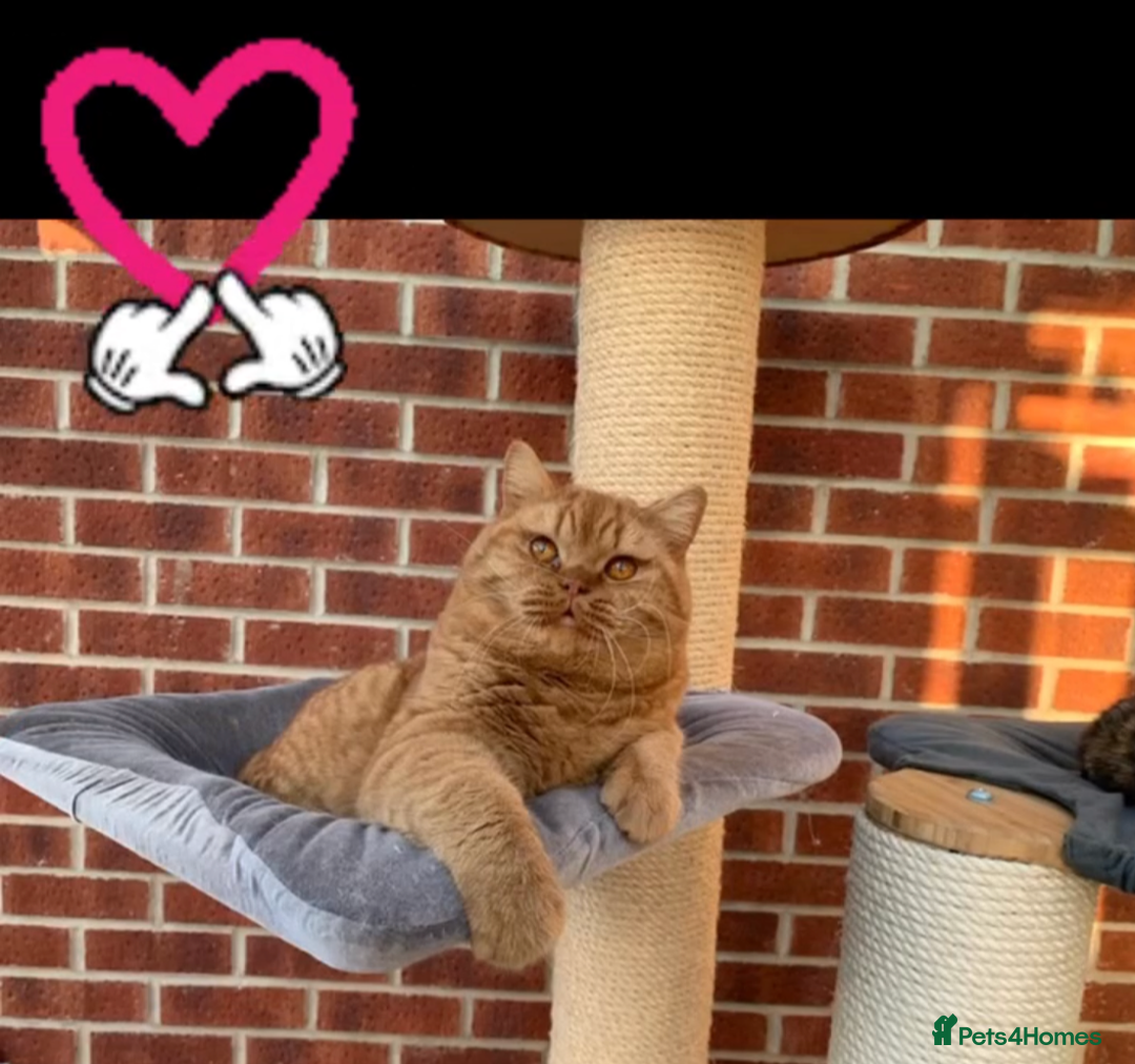 British Shorthair cats for stud: 🐾Gccf Champion Red Boy for stud only🐾 - Advert 6