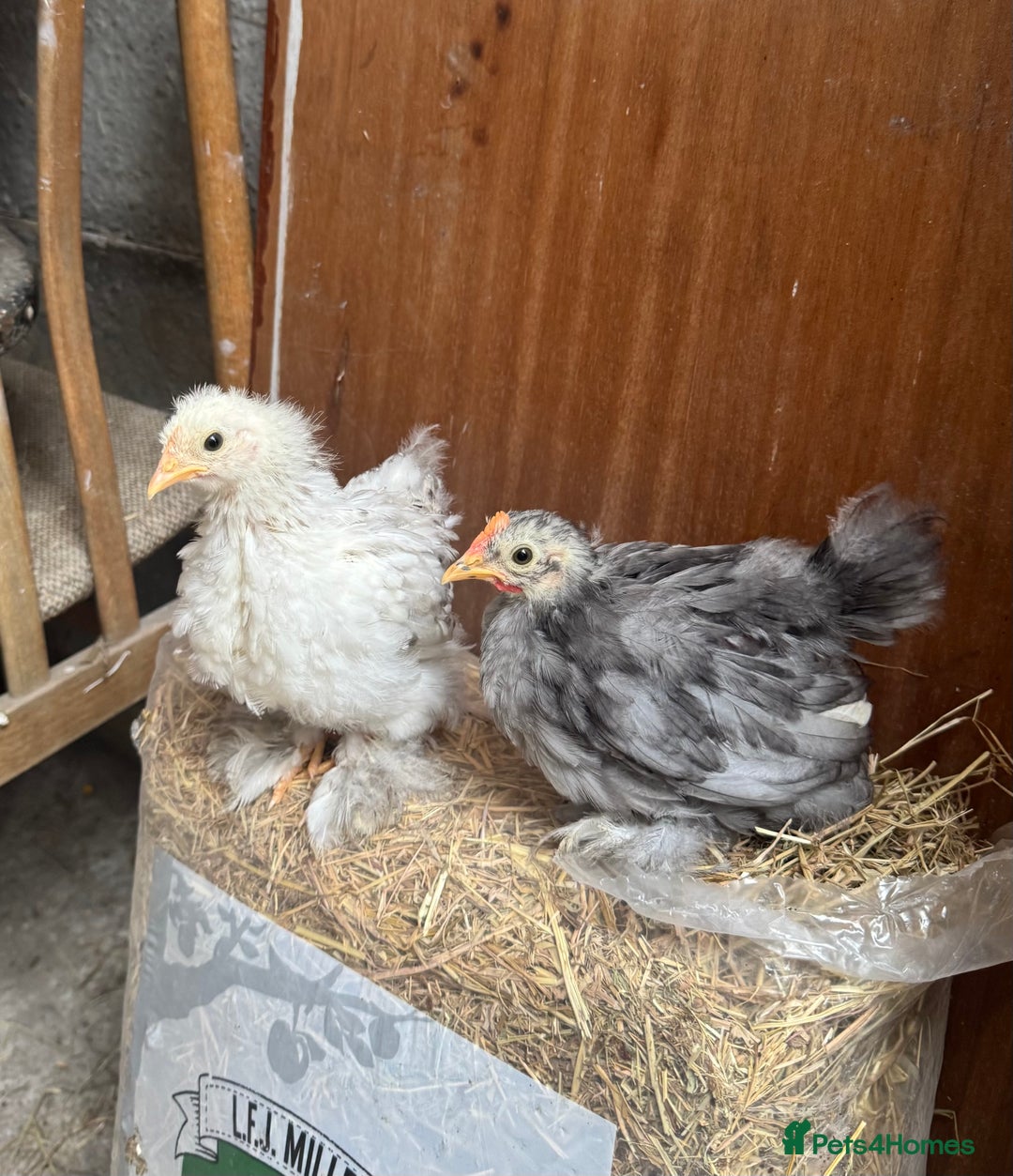 Chickens poultry for sale: Duo Adorable Pekin Chickens - Image 1