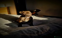 Mixed Breed dogs for sale: Beautiful 9month old looking for forever home in Brighton - Image 6