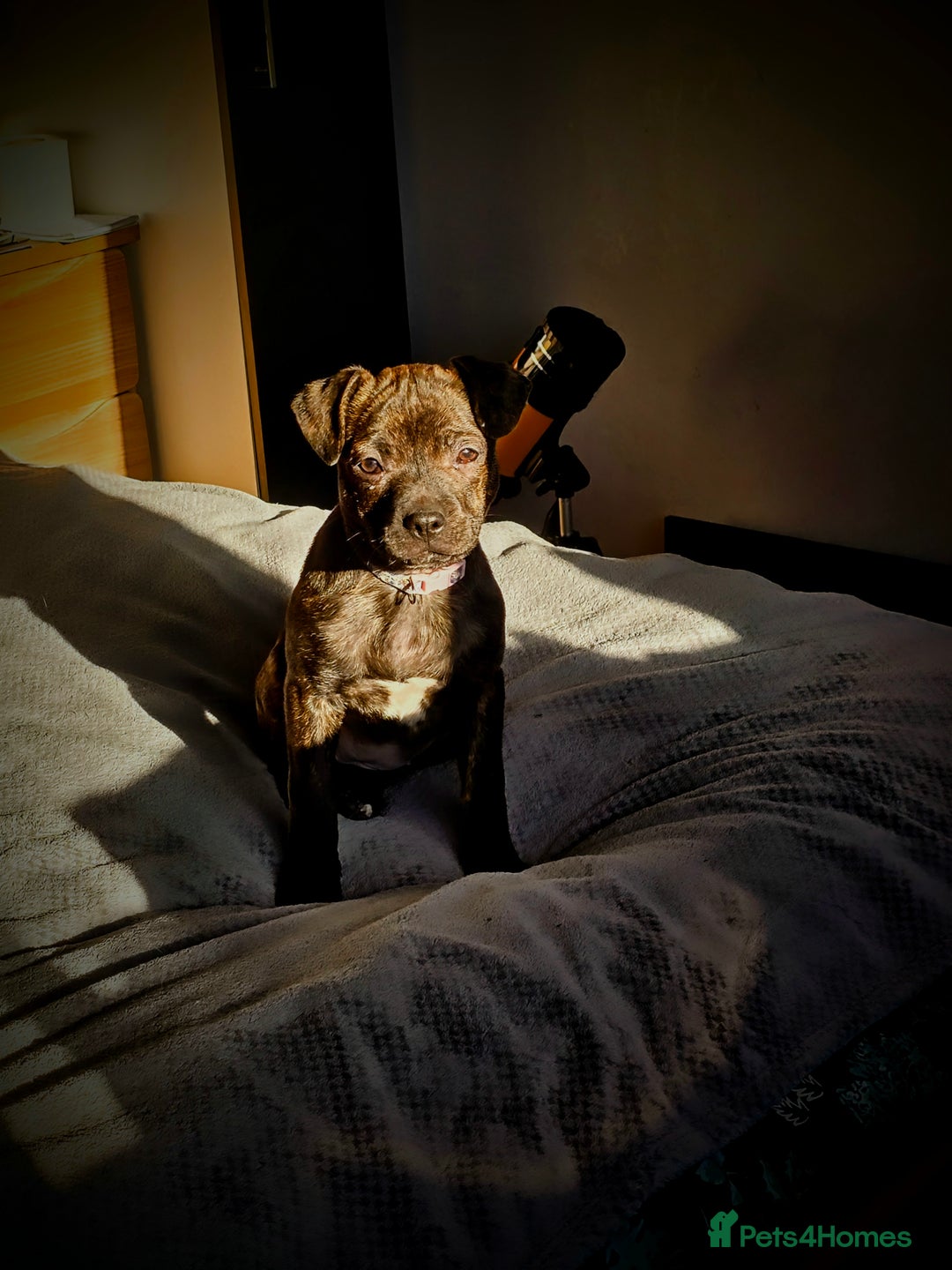 Mixed Breed dogs for sale: Beautiful 9month old looking for forever home in Brighton - Image 6